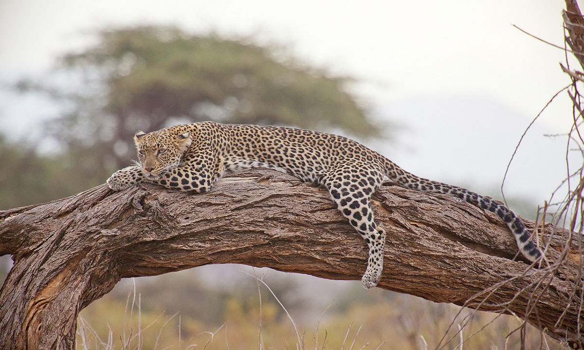 fauna y flora de kenia