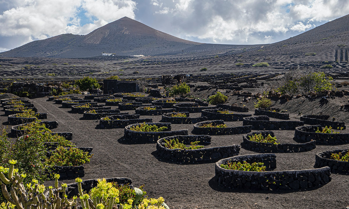 viñedos tipicos de canarias