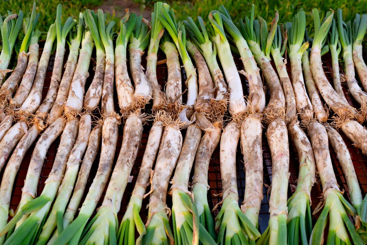 calçots cebolla